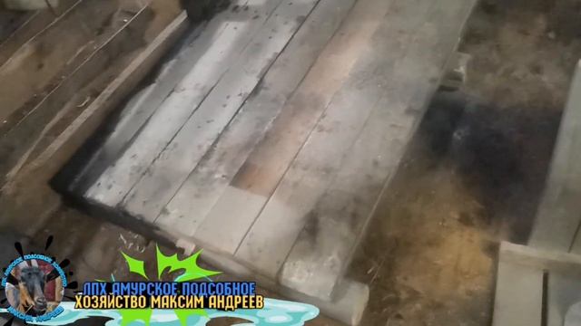 Новые жители моего хозяйства. Джерсийская тёлочка подростает. смотреть онлайн