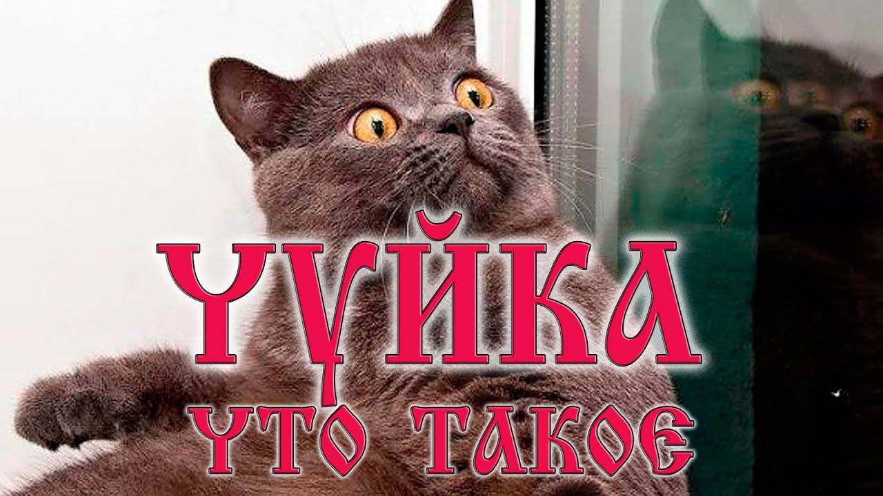 Что такое чуйка