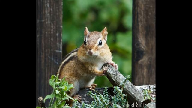 Бурундучки.? Интересные факты про бурундуков смотреть онлайн