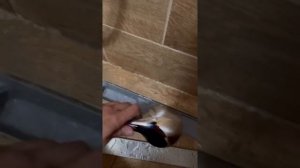 Как почистить душевой трап Ани Пласт с Леруа Мерлен