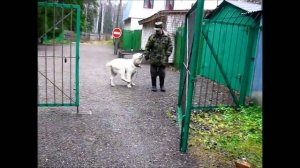 Дрессировка щенка САО алабая (в спокойной обстановке и с использованием другой собаки)