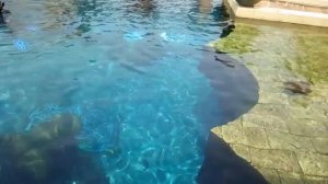 Красивейший аквапарк Атлантис ,г Санья , о Хайнань .