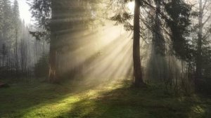 Как Красиво Поют Соловей, Дрозд и Кукушка! Это Божественно! Чарующее Пение Птиц Для Души и Здоровья