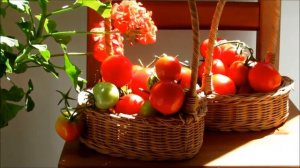 Сад и огород на балконе круглый год