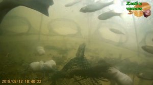 В раколовку зашёл линь. Камера в раколовке зонтик  / UNDERWATER /