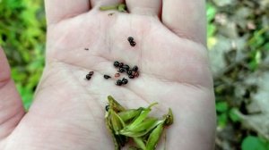 Хохлатка (Ряст) -- когда цветёт, где растёт, семена, клубни. Весенние лесные цветы.