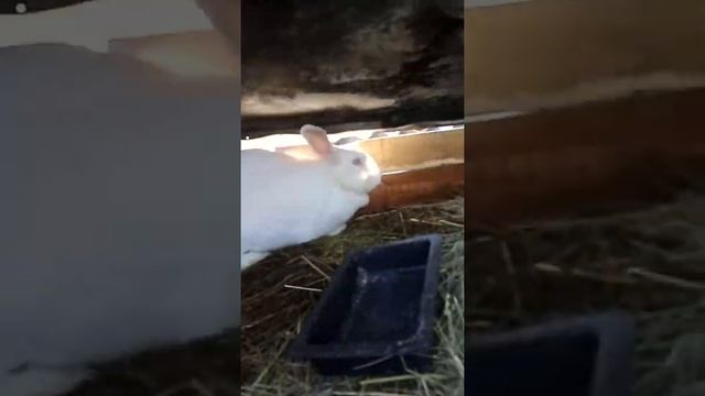 Белый панон и строкач мои кролики смотреть онлайн