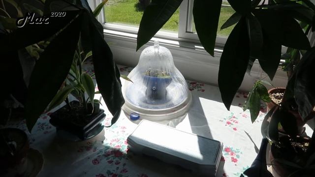 Hoya imbricata | Lessons Learned 2020 смотреть онлайн