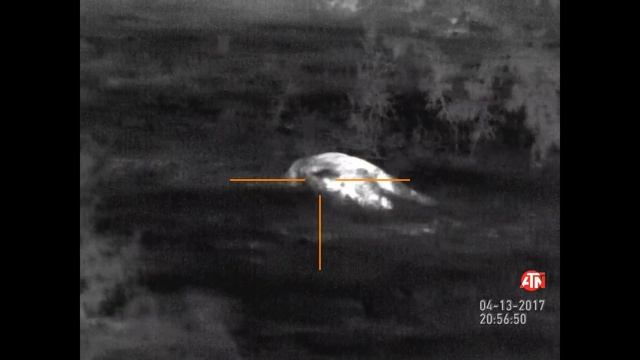 5 Texas Hogs Down - ATN ThOR HD 640 Smart Optics смотреть онлайн