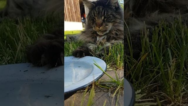 Пришел пахан. смотреть онлайн