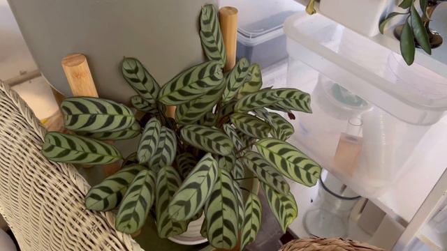 💚 HOUSEPLANT TOUR | Summer 2022 Part 2 | 200+ Collections 💚 смотреть онлайн