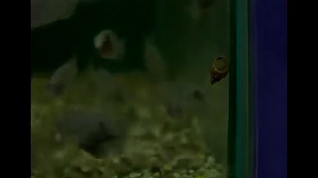 Аквариумные ампулярии смотреть онлайн