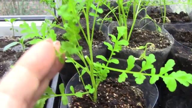 Схизантус. От посева до цветения./ часть вторая /