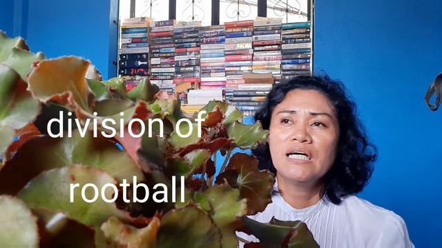 BEGONIA ERYTHROPHYLLA BUNCHII смотреть онлайн