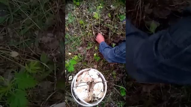 грибы, грибы, грибы 🍄🍄🍄.mp4 смотреть онлайн