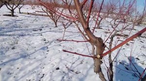 Обрезка молодого персика вступающего в плодоношение.