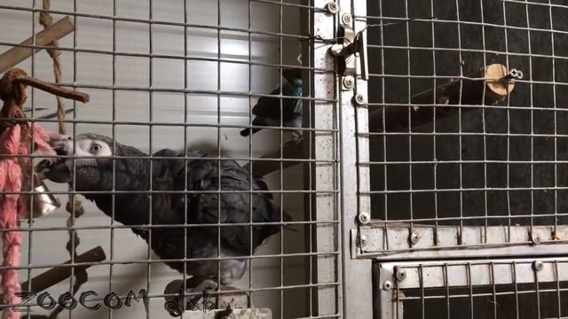 Про то как зверушки из зимовки выходили. Весна! смотреть онлайн