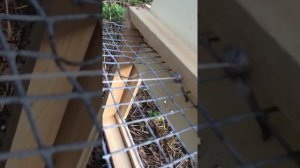 Ловушка для лис, живоловушка из подручных средств