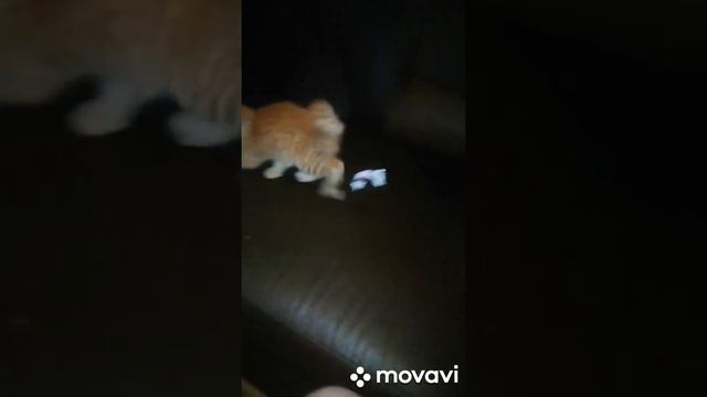 Рыжий котенок ищет хозяина! смотреть онлайн