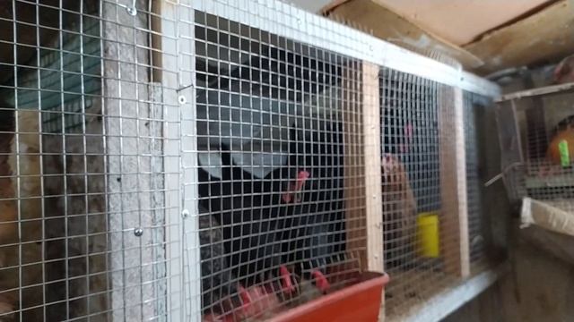 лучших несушек на мясо. эти куры не выгодны. что нашла в тушках. эко ферма. country life смотреть онлайн