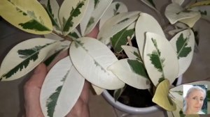 Три фикуса? Ретуза Гавайская/Альбомаргината/Американская