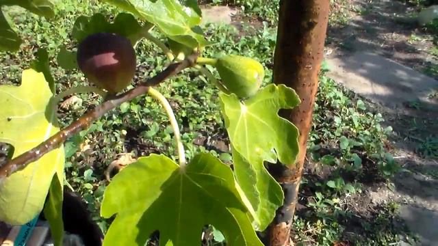 Инжир Red Israel Khurtmani смотреть онлайн