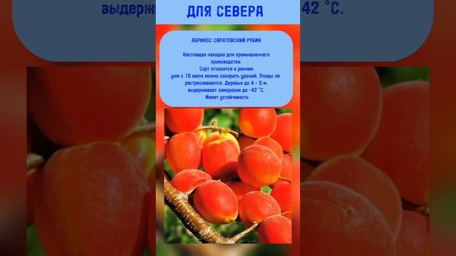 Морозостойкие сорта абрикосов смотреть онлайн