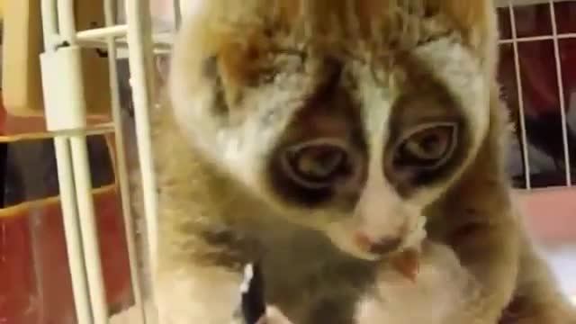 Лемур Лори кушает рис смотреть онлайн