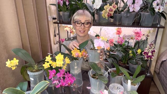 Распаковка новинок и вся коллекция Азиатов подростков смотреть онлайн