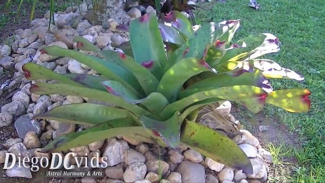 Alcantarea heloisae (Bromeliaceae) Bromélia (ilha de Florianópolis - Brasil) смотреть онлайн