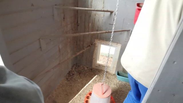 Экскурсия по курятнику