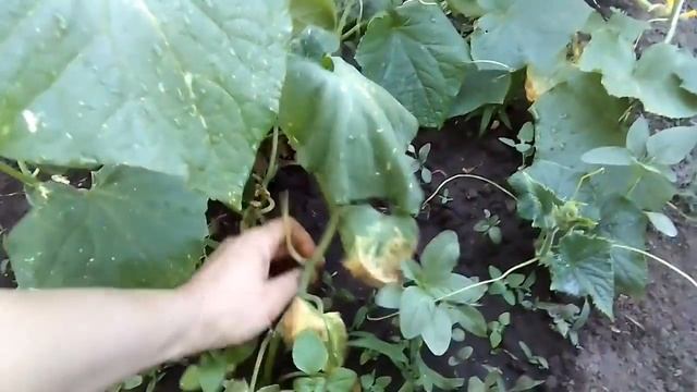 Урожай огурцов. Заготовки на зиму. Готовлю... смотреть онлайн