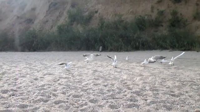 Рассвет на Черном море, четырехлапый хищник и чайки. смотреть онлайн