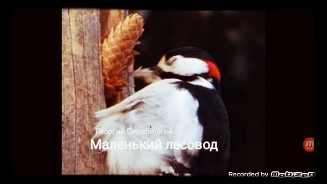 МАЛЕНЬКИЙ ЛЕСОВОД ? рассказ ? аудио ? автор Георгий Скребицкий ? смотреть онлайн