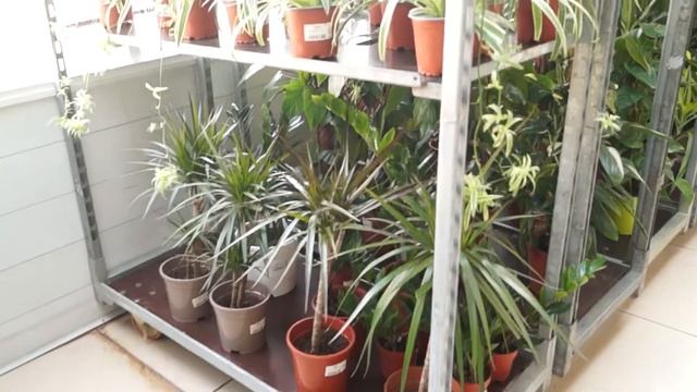 Волшебная оранжерея смотреть онлайн