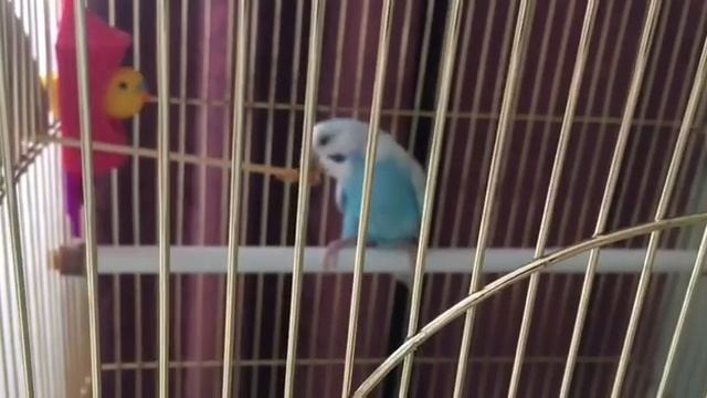 Купили волнистого попугая. День 1: Адаптация