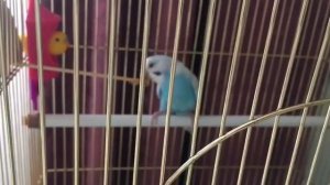 Купили волнистого попугая. День 1: Адаптация