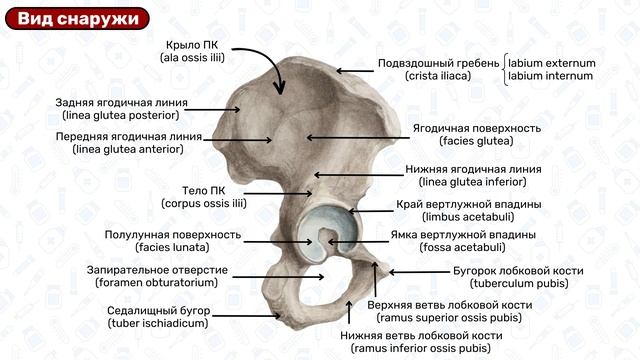 Тазовая кость: подвздошная, седалищная и лобковая кости / Анатомия смотреть онлайн