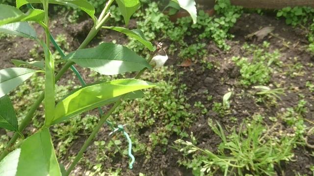 Завязались персики на Урале смотреть онлайн