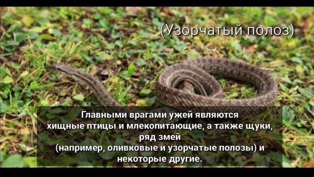 Водяной уж | Natrix tessellata | Подробный рассказ и описание смотреть онлайн