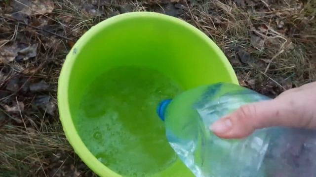 Лесные эмоции