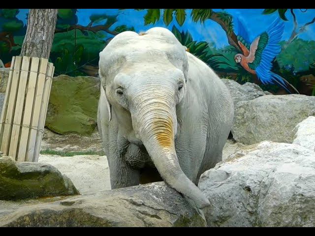 Поход с ДЕТЬМИ в САФАРИ ПАРК после ПОЖАРА в Геленджике 2025. Кормим СЛОНЕНКА смотреть онлайн