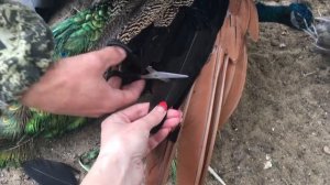 Подрезка крыльев павлину