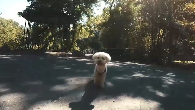 Той пудель — декоративная порода собак. смотреть онлайн