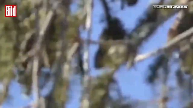 Trainings-Crash: Ski-Star Arvidsson rast ungebremst in einen Fangzaun смотреть онлайн