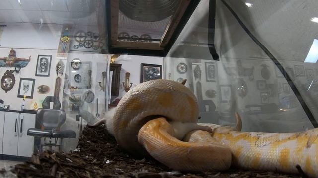 WARNING GRAPHIC* Brumese Python live rat feeding смотреть онлайн