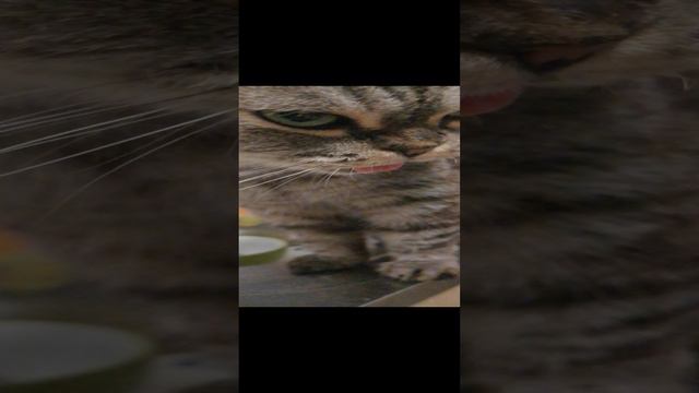 Что-то с котиком