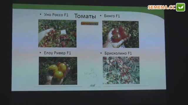 Брисколино F1 томат United Genetics семинар 15.11.2016 смотреть онлайн