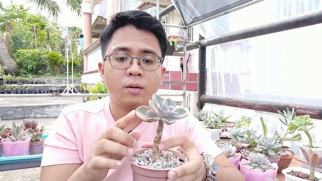 Graptoveria Harry Watson 101 - Basic Care Guide, Problems & Propagation