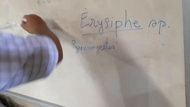 Lab Ascomycota 5 смотреть онлайн